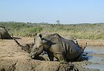 White rhinoceros Hluhluwe-Umfolozi.jpg