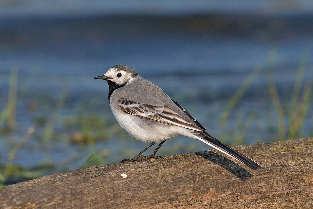 White wagtail