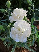 Whiteflower25.jpg