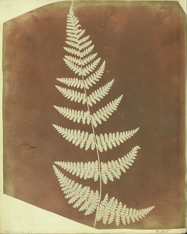 Immagini Natale 192 Pixel.File William Henry Fox Talbot British Buckler Fern Google Art Project Jpg Wikipedia