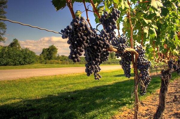 The Niagara Peninsula is Canada's largest wine-growing region and a major producer of Ontario wine.