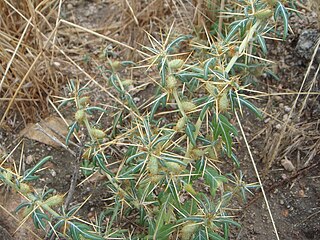<i>Xanthium spinosum</i> Species of flowering plant