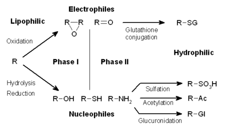 Fail:Xenobiotic_metabolism.png