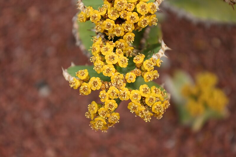 File:Yaiza Playa Blanca - Avenida Papagayo - Euphorbia cooperi 02 ies.jpg