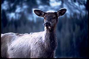 Yellowstone National Park YELL2764.jpg