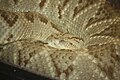 Yucatan Neotropical Rattlesnake 045.jpg
