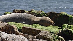 Yulia aka Tugra, female Mediterranean monk seal sleeping in Israel – by Bar.jpg