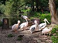 pelikány ružové