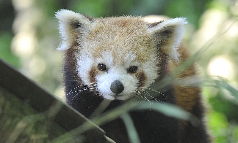 File:Zoo du jardin des plantes, Paris mai 2014 (15).jpg