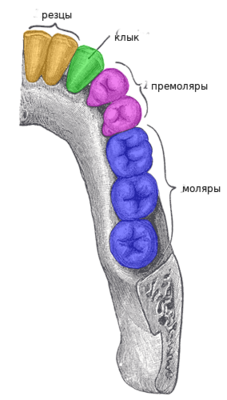 Зубы: моляры верхней челюсти, первые