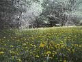 أجواء الربيع بالونشريس.jpg