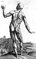 'Anatomy of humane bodies' by William Cowper. Wellcome L0009649.jpg