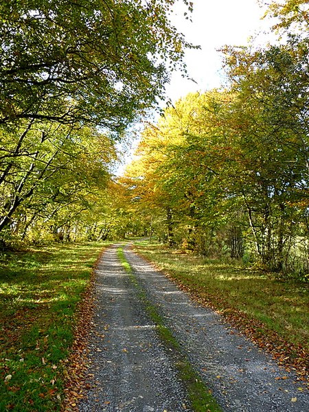 File:'The Avenue' in autumn - geograph.org.uk - 2140634.jpg