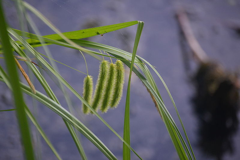 File:'Weisser Strand' am Flakensee in Woltersdorf Juni 2014 - 75.JPG