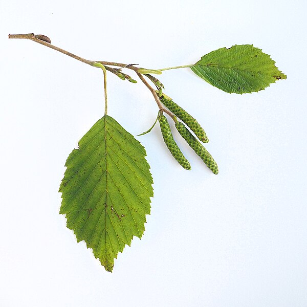 File:(ms) Alnus incana 4.jpg