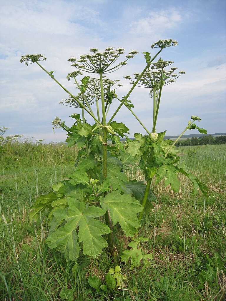 rośliny trujace - barszcz sosnowskiego 