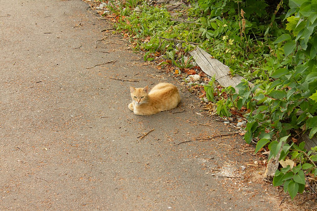 Some animals kept the safe distance from the expeditioners