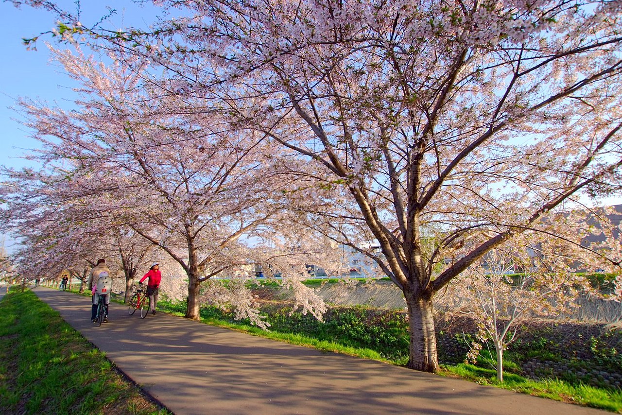 File 新川さくら並木 Shinkawa Cherry Trees Panoramio Jpg Wikimedia Commons