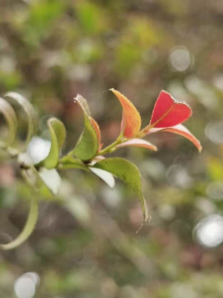 File:楓港柿Diospyros vaccinioides 20210526094550 09.jpg