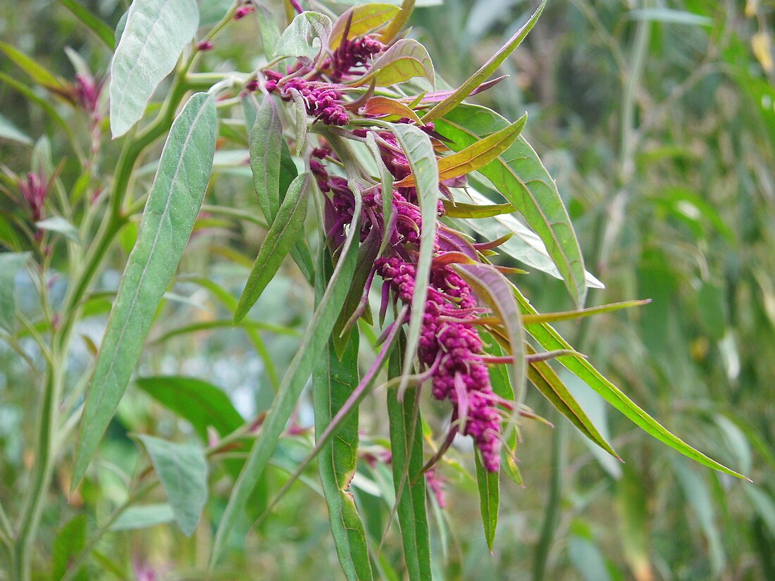 File:賽夏族的紅藜.JPG