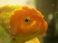 金魚 Golden fish - panoramio.jpg
