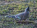 (1)Crested pigeon Kensington Park.jpg