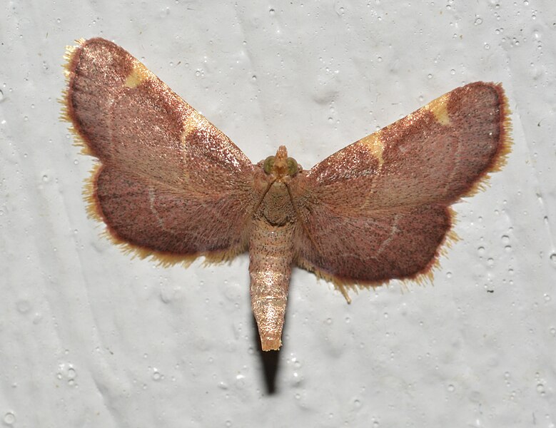 File:- 5533 – Hypsopygia olinalis – Yellow-fringed Dolichomia Moth (44156553051).jpg