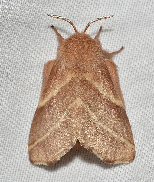 File:- 7701 – Malacosoma americana – Eastern Tent Caterpillar Moth (47990130416).jpg