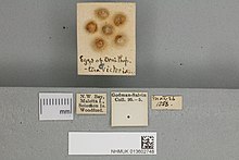 Eggs of Ornithoptera victoriae regis 013602748 Ornithoptera victoriae regis eggs.jpg