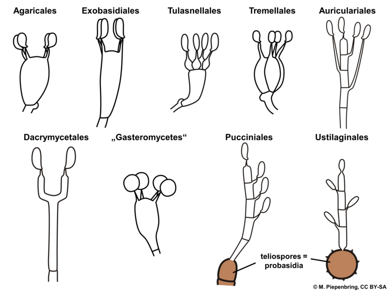 File:03 01 03 types of basidia (M. Piepenbring).png