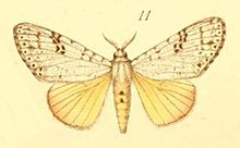 11-Eudasychira quinquepunctata Möschler, 1887.JPG