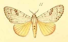 Eudasychira quinquepunctata