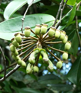 Marcgravia coriacea