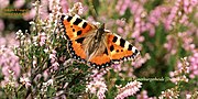 Miniatuur voor Bestand:1991-08-26-close-up-vlinder-op-de-Lünerburgerheide N.O.-Duitsland-.jpg