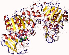 Illustrasjonsbilde av artikkelen Phosphoglycerate kinase