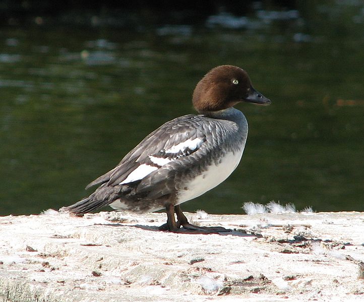 File:2008-05-28 Common Goldeneye, female (1).jpg