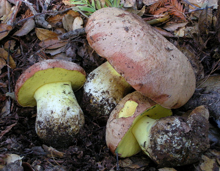 File:2009-11-13 Boletus appendiculatus Schaeff 401116.jpg