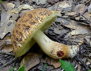 <i>Leccinellum crocipodium</i> Species of fungus