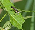 Fransen-Raubfliege - Choerades fimbriata, Männchen