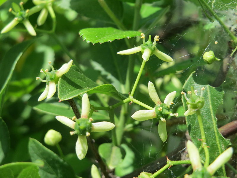 File:20150510Euonymus europaeus3.jpg