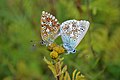 * Nomination Butterflies near Nahe river, Bad Muenster am Stein-Ebernburg, Rhineland-Palatinate, Germany --Wild Tibbi 11:41, 21 May 2018 (UTC) * Promotion  Support Good quality. --Poco a poco 15:33, 21 May 2018 (UTC)