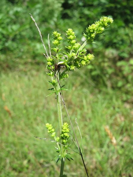 File:20170610Galium verum1.jpg