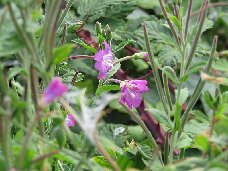 File:2018-08-19 Spreading bellflower (Campanula patula), Paston way footpath, Gimingham.JPG