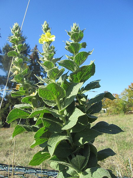 File:20181005Verbascum thapsus1.jpg