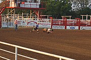 Mutton busting