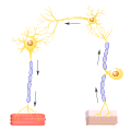 202101 Three types of neurons.svg
