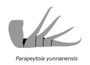 Parapeytoia yunnanensis パラペイトイア（パラペユトイア）・ユンナンネンシス