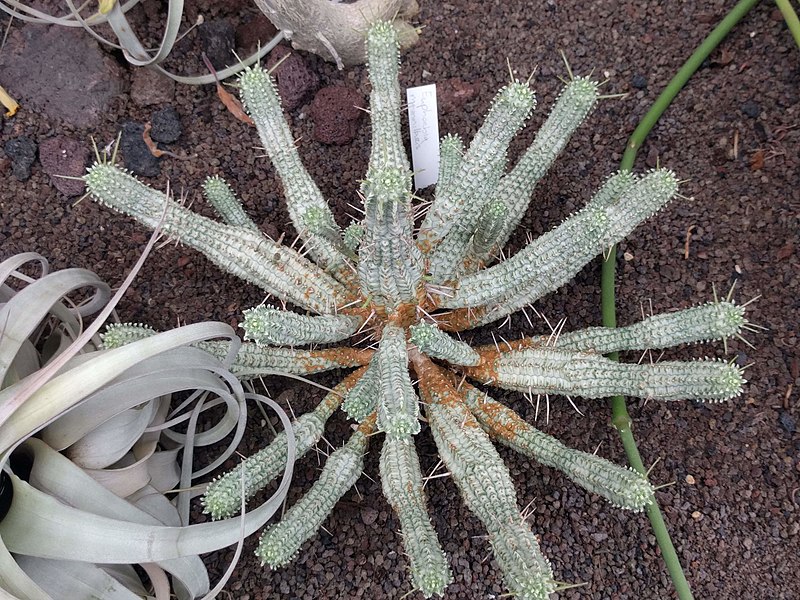 File:20210620 Hortus botanicus Leiden - Euphorbia mammillaris.jpg