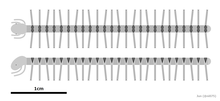 20210926 Cardiodictyon catenulum diagrammatisk rekonstruksjon.png