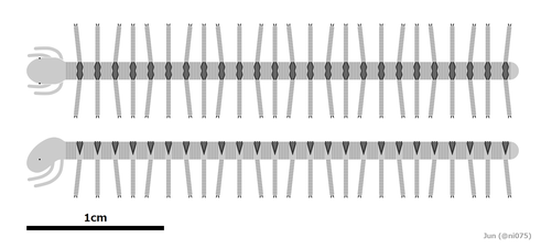 Cardiodictyon catenulum カーディオディクティオン・カテヌルム